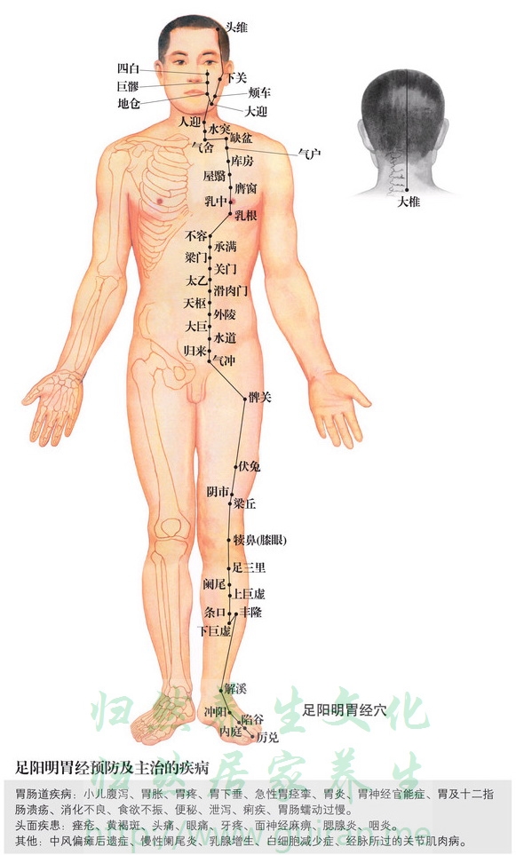 關(guān)門穴 穴位圖 胃經(jīng) 穴位查詢