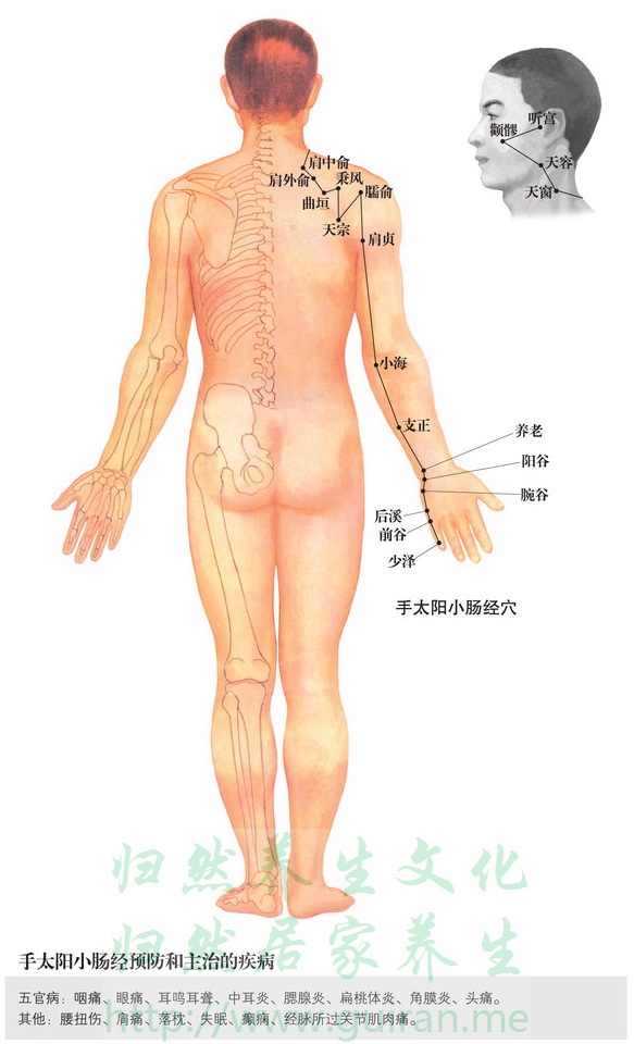 前谷穴 穴位圖 小腸經(jīng) 穴位查詢
