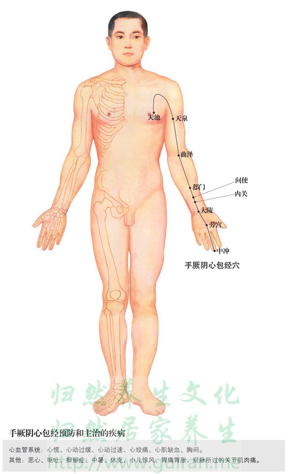 天池穴 穴位圖 心包經(jīng) 穴位查詢