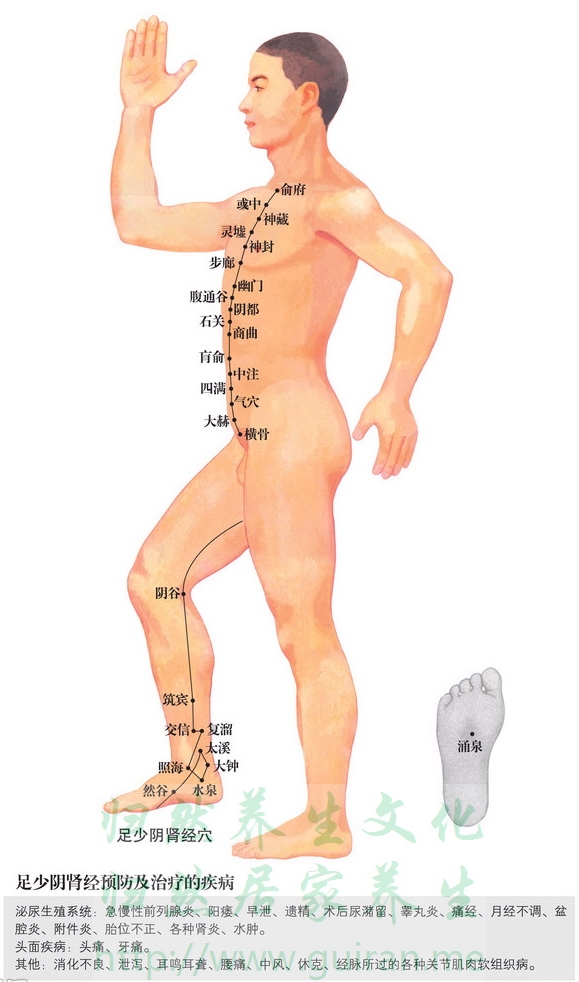 步廊穴 穴位圖 腎經(jīng) 穴位查詢