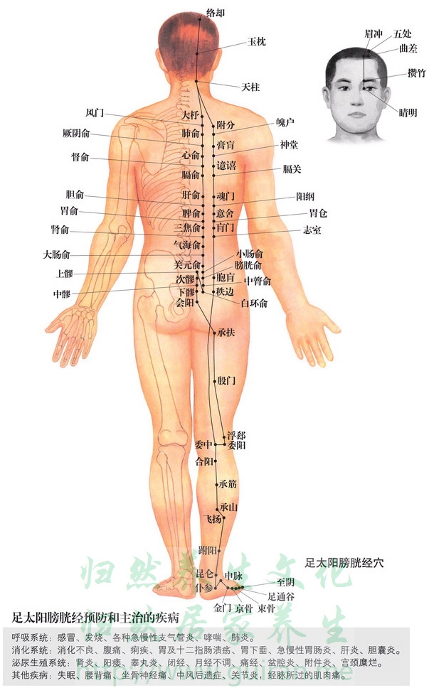 承光穴 穴位圖 膀胱經(jīng) 穴位查詢